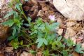 Althaea hirsuta